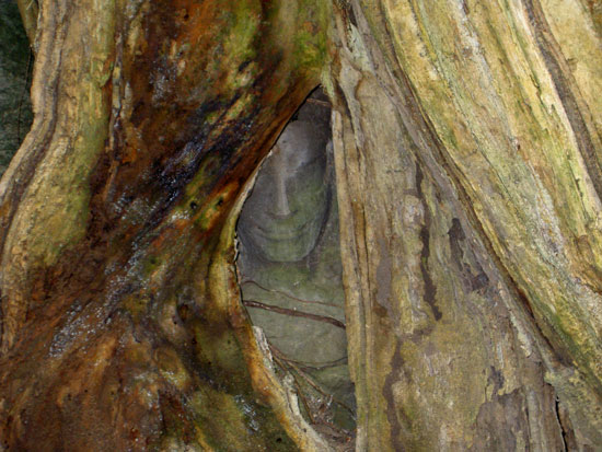 タ・プローム　樹に包まれた仏像