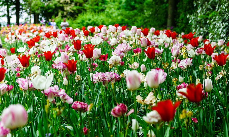 キューケンホフ公園