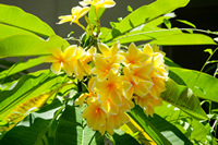 ジョグジャカルタ